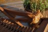 DSC_0247.JPG - 